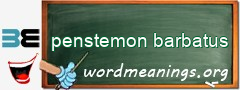 WordMeaning blackboard for penstemon barbatus